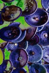 acetabularia by Sergio Loppel 